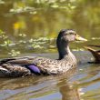 Canard colvert femelle